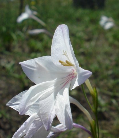 Gladiolus robertsoniae flower